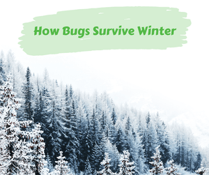 How Bugs Survive Winter