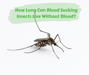 How Long Can Blood Sucking Insects Live Without Blood?