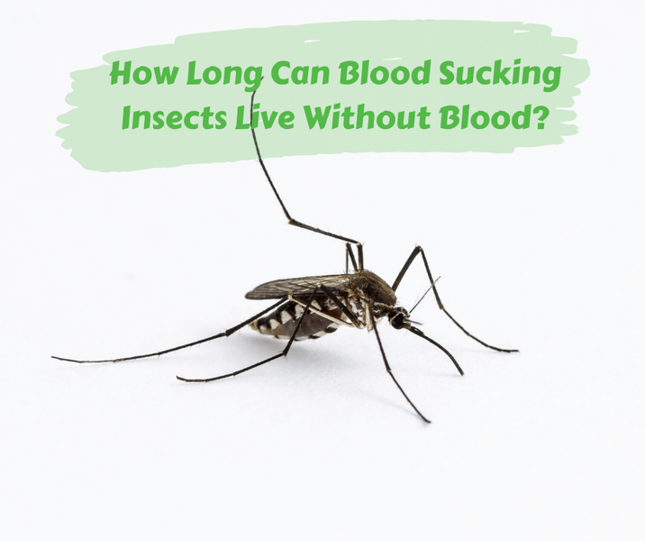 How Long Can Blood Sucking Insects Live Without Blood?