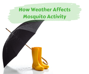 How Weather Affects Mosquito Activity