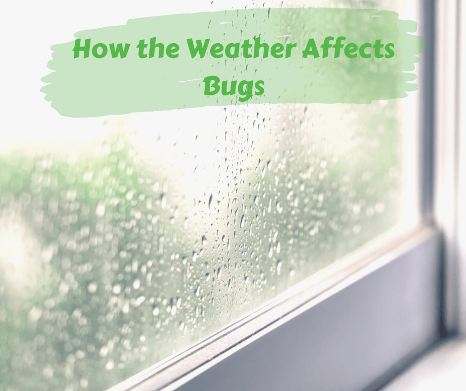 How the Weather Affects Bugs – Maggie's Farm Ltd