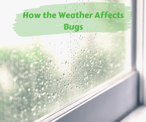 How the Weather Affects Bugs