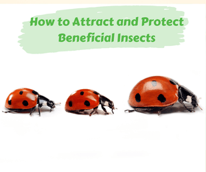 How to Attract and Protect Beneficial Insects. Three lady bugs on a white background.