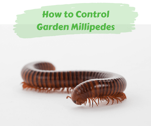 How to Control Garden Millipedes