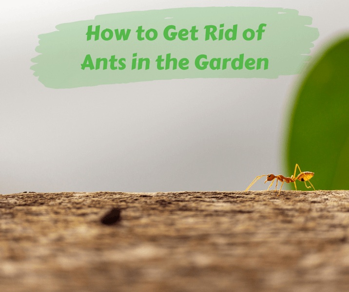 How to Get Rid of Ants in the Garden