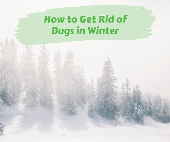 How to Get Rid of Bugs in Winter