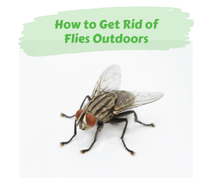How to Get Rid of Flies Outdoors