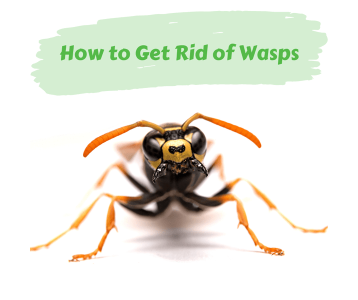 How to Get Rid of Wasps