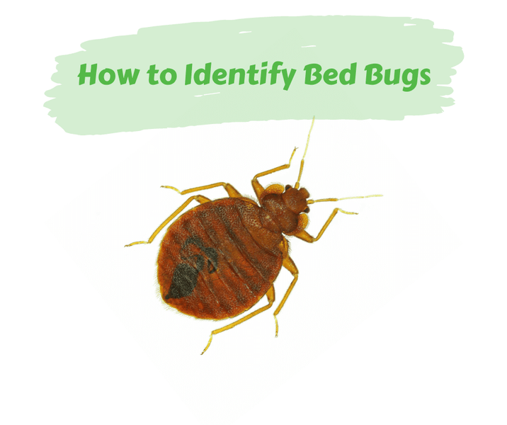 How to Identify Bed Bugs