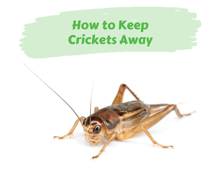How to Keep Crickets Away