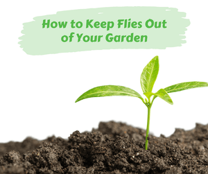 How to Keep Flies Out of Your Garden. Seedling in soil with white background.