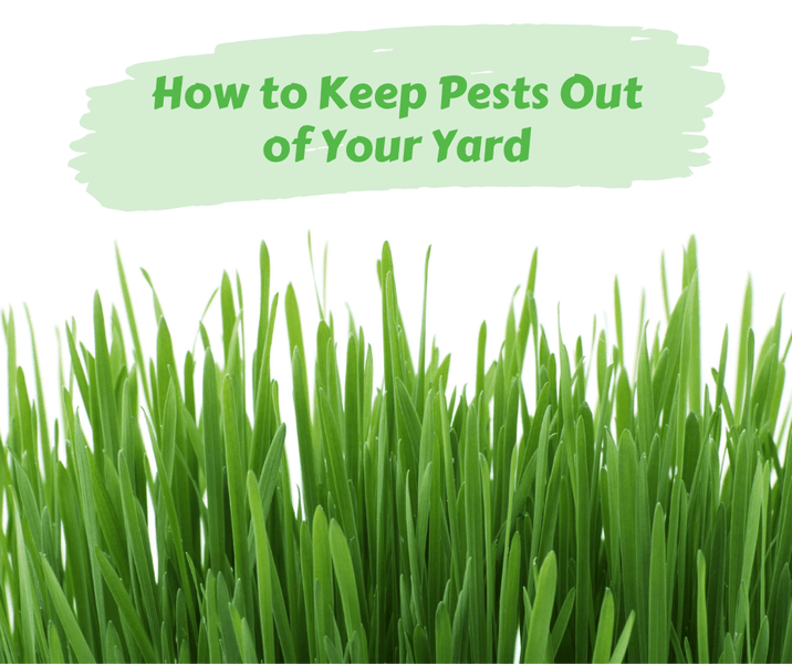 How to Keep Pests Out of Your Yard