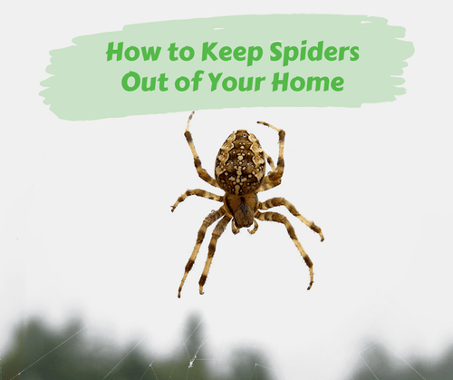 How To Keep Spiders Away