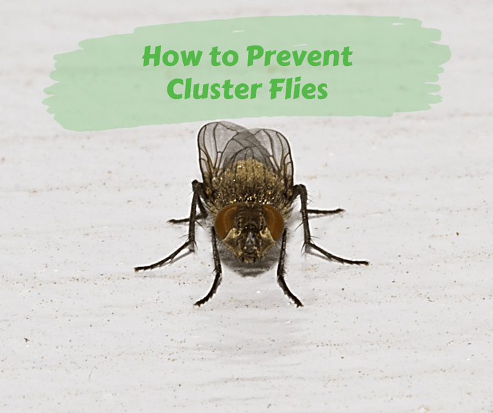 How to Prevent Cluster Flies