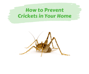 How to Prevent Crickets in Your Home. Cricket on white background.