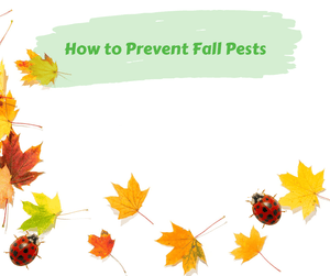 How to Prevent Fall Pests