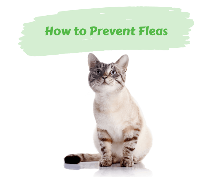 How to Prevent Fleas