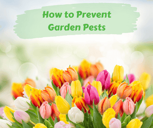 How to Prevent Garden Pests
