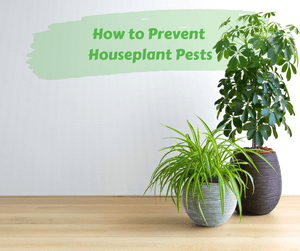 How to Prevent Houseplant Pests