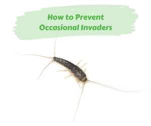 How to Prevent Occasional Invaders. Silverfish on white background.