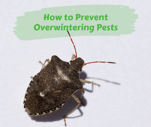 How to Prevent Overwintering Pests. Close up of stink bug and its shadow on a white background.