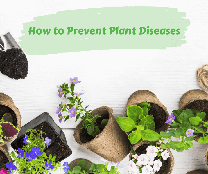 How to Prevent Plant Diseases