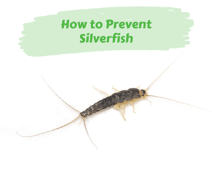 How to Prevent Silverfish