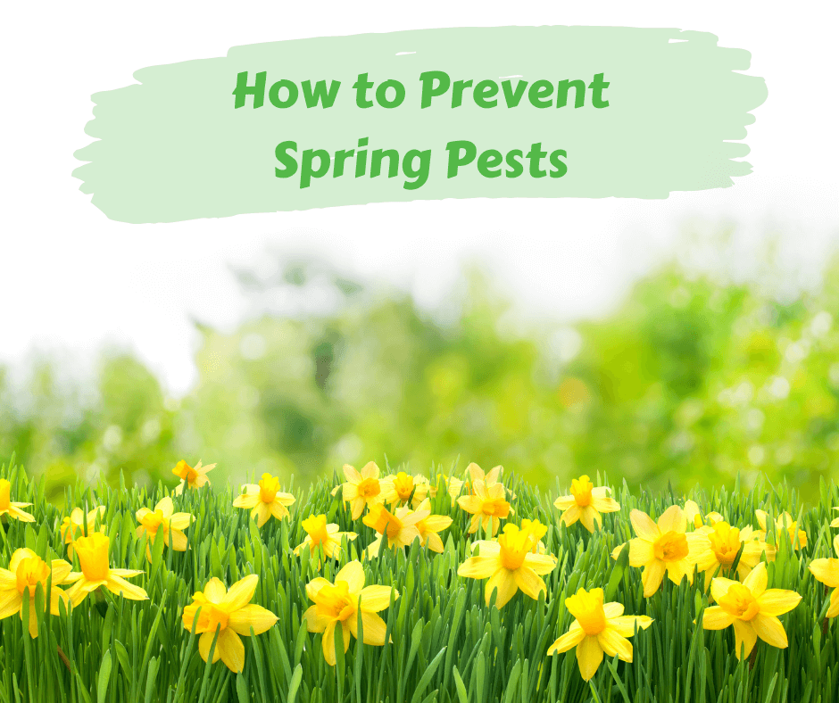 Spring Insect Safety How to Prevent Spring Pests – Maggie's Farm Ltd