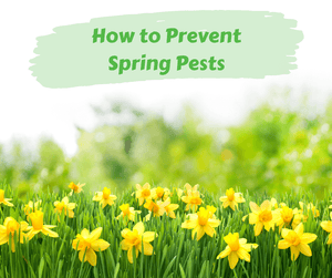 How to Prevent Spring Pests