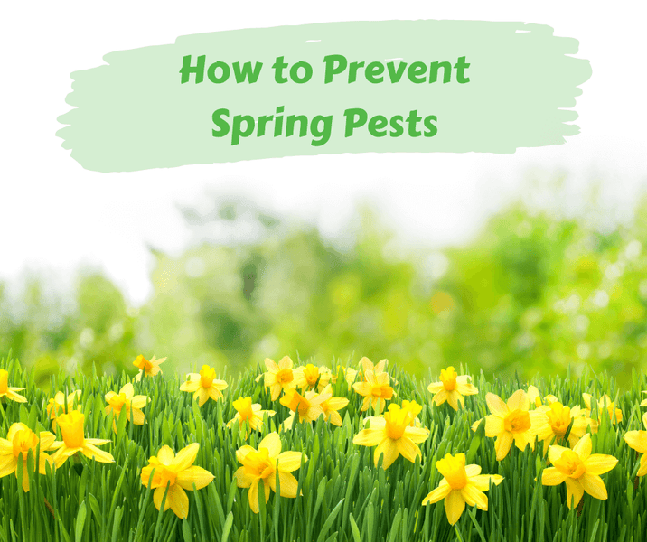 How to Prevent Spring Pests