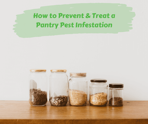 How to Prevent & Treat a Pantry Pest Infestation