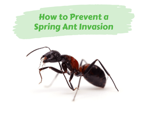 How to Prevent a Spring Ant Invasion