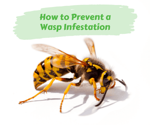How to Prevent a Wasp Infestation. Close up of yellow jacket on white background.
