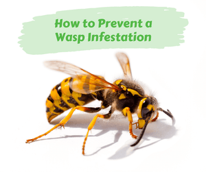 How to Prevent a Wasp Infestation