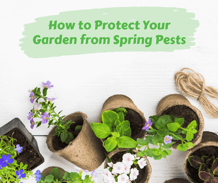 How to Protect Your Garden from Spring Pests