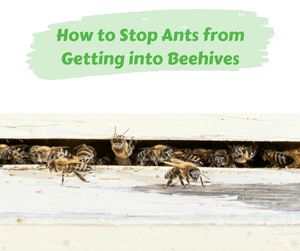 How to Stop Ants from Getting into Beehives. Bees in their hive.