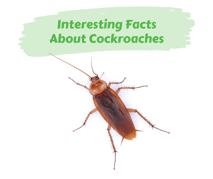 Interesting Facts About Cockroaches