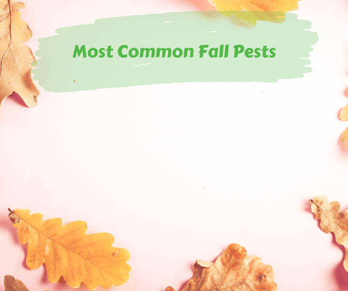 Most Common Fall Pests