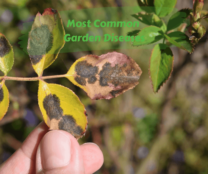 Most Common Garden Diseases