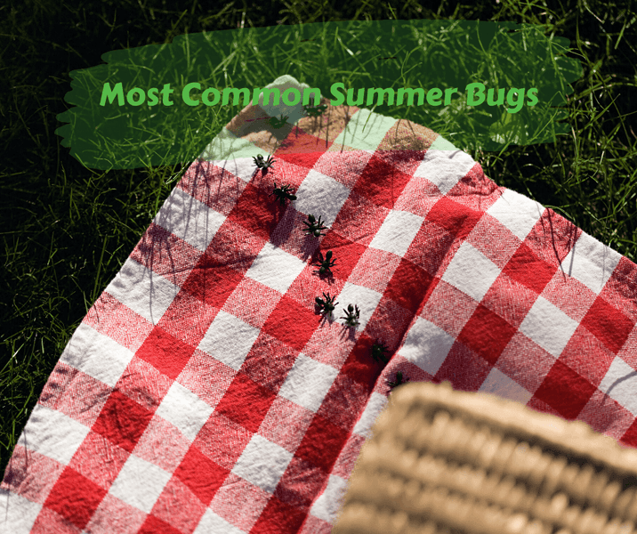 Most Common Summer Bugs