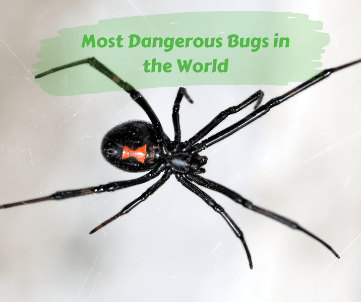 Most Dangerous Bugs in the World