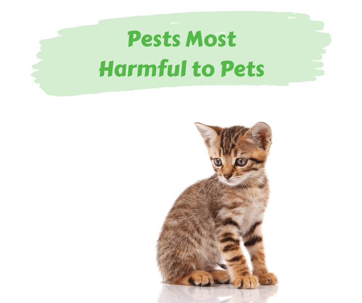 Pests Most Harmful to Pets