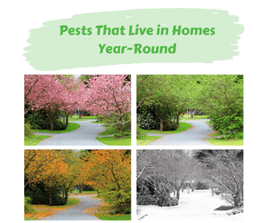 Pests That Live in Homes Year-Round