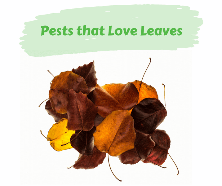 Pests that Love Leaves