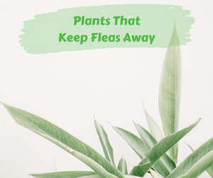 Plants That Keep Fleas Away