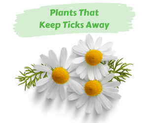 Plants That Keep Ticks Away