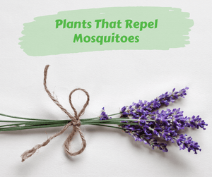 Plants That Repel Mosquitoes. Sprig of lavender on white background.