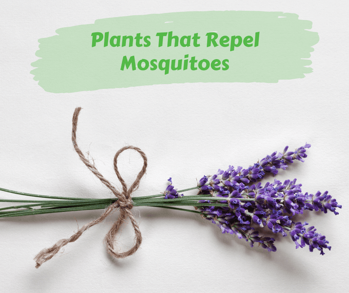 Plants That Repel Mosquitoes