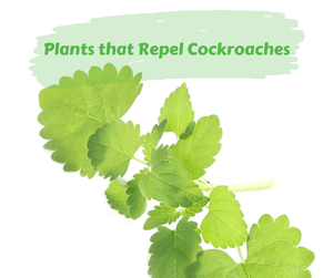 Plants that Repel Cockroaches. Green leaves on a white background.
