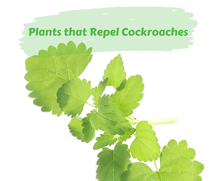 Plants that Repel Cockroaches